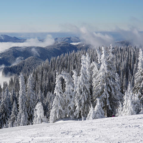 snowy trees in pamporovo bulgaria