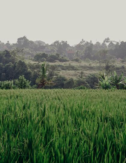 Rice fields in Kintamani, Bali