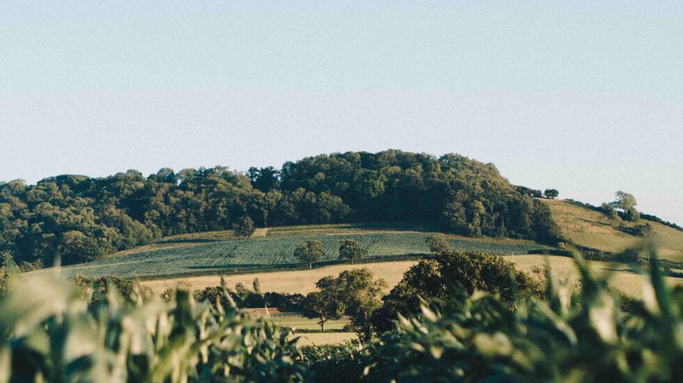 Countryside, Somerset, UK