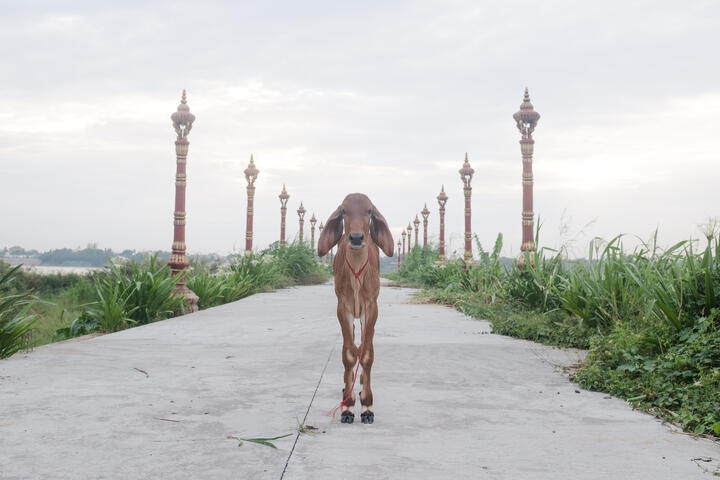 A  calf is standing on the path leading to the Mekong river on the Silk Island Koh Dach. 