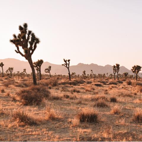 Joshua Tree National Park