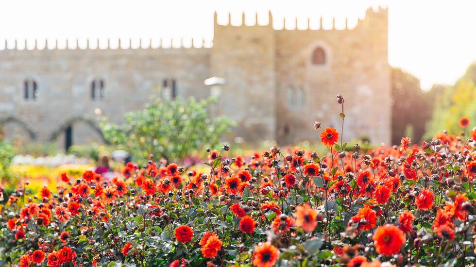 Dahlias, Jardim De Santa Barbara, Braga