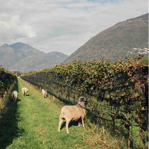 Terreni alla Maggia, Ticino