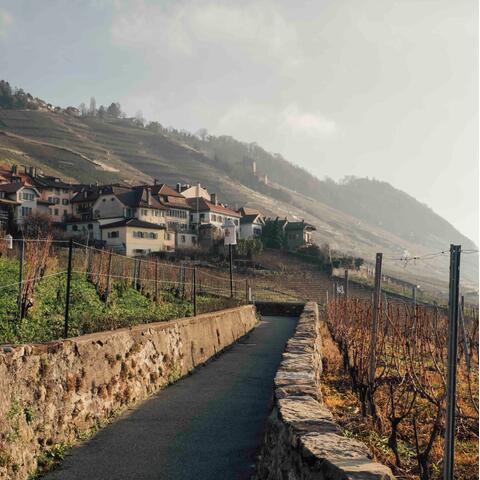 Vineyards, Lavaux, Switzerland