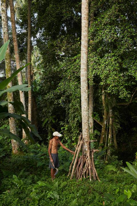 Foraging in the Balinese jungle