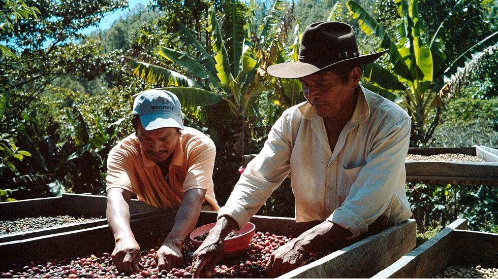 faces-nicaraguas-coffee-industry