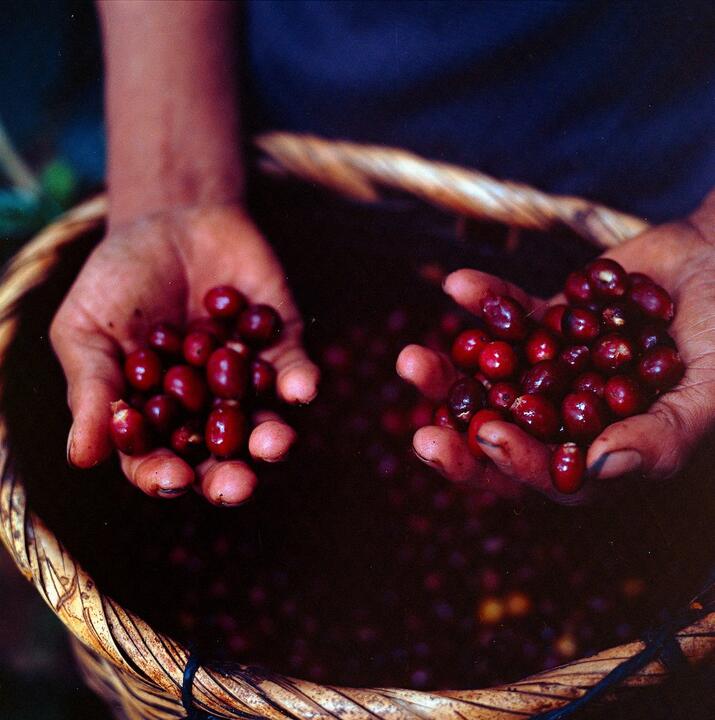 Hands holding beans