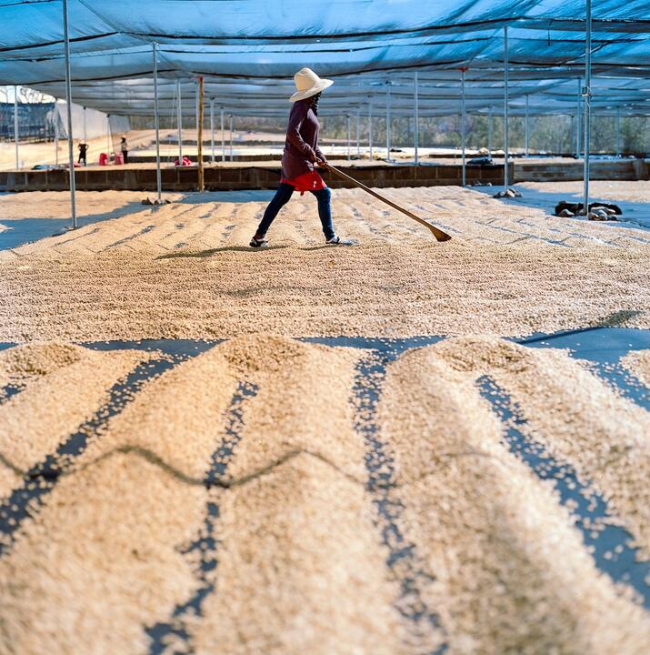 Farming beans