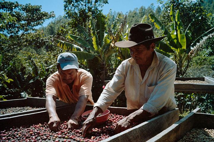 Farming coffee beans