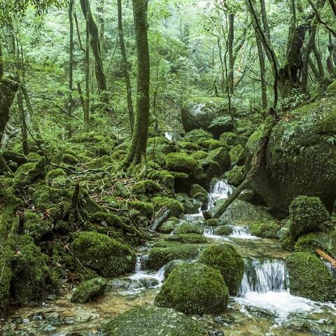 A stream runs through a moss-covered rainforest in Japan