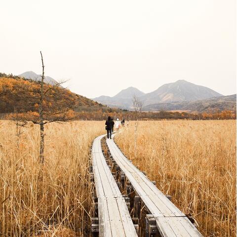 A man walks on a boardwalk across a yellow moorland expanse