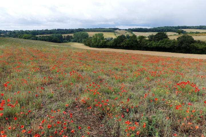 Seven Beautiful Countryside Walks And Day-Trip Hikes Near London