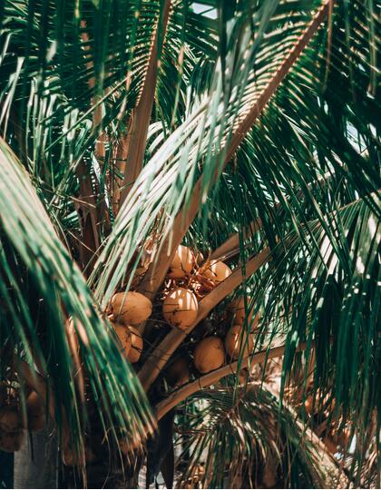 Havecock Island, Coconut Tree