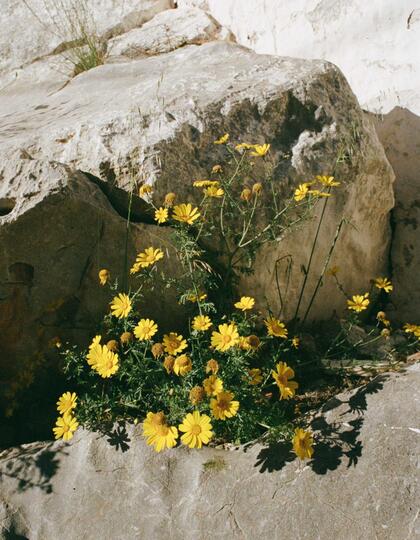 Flowers, Hydra, Greece