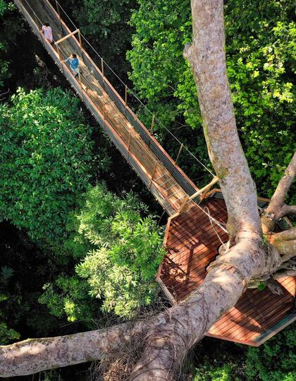 Canopy walk, Datai Langkawi, Malaysia