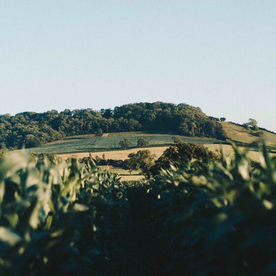 Countryside, Somerset, UK