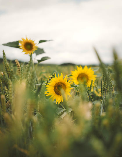 Sunflowers in a field in Transylvania, Romania