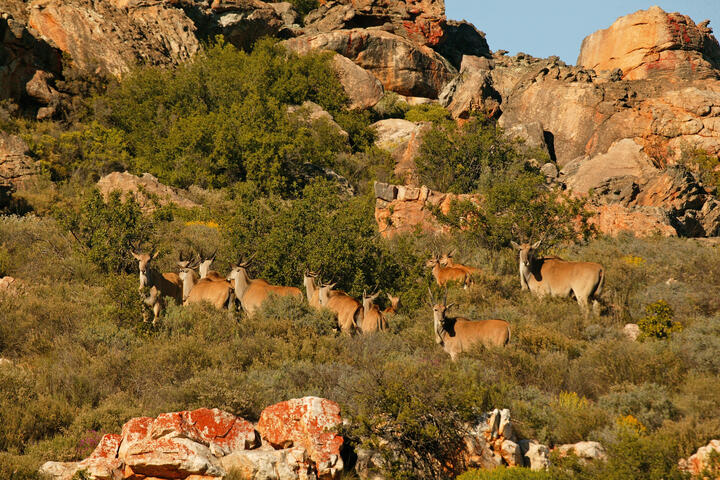 Wildlife, Bushmans Kloof, South Africa