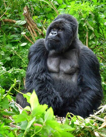 Silverback gorilla, Virunga National Park Rainforest, Rwanda