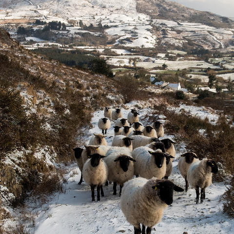 sheep on track in kinsale ireland 