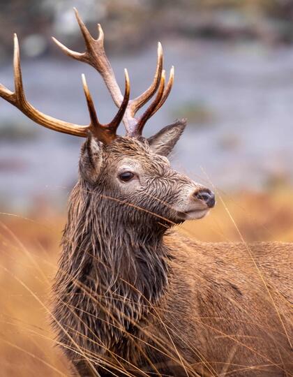 Male deer, Glencoe, Scotland