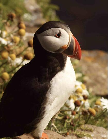 Puffin in Anglesey, Wales